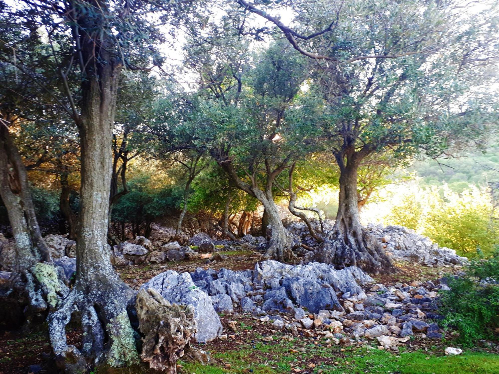 Pansion Tramontana Ξενοδοχείο Beli Εξωτερικό φωτογραφία