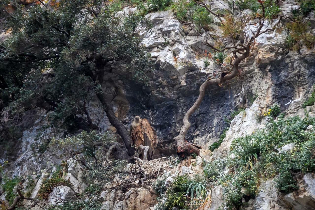 Pansion Tramontana Ξενοδοχείο Beli Εξωτερικό φωτογραφία